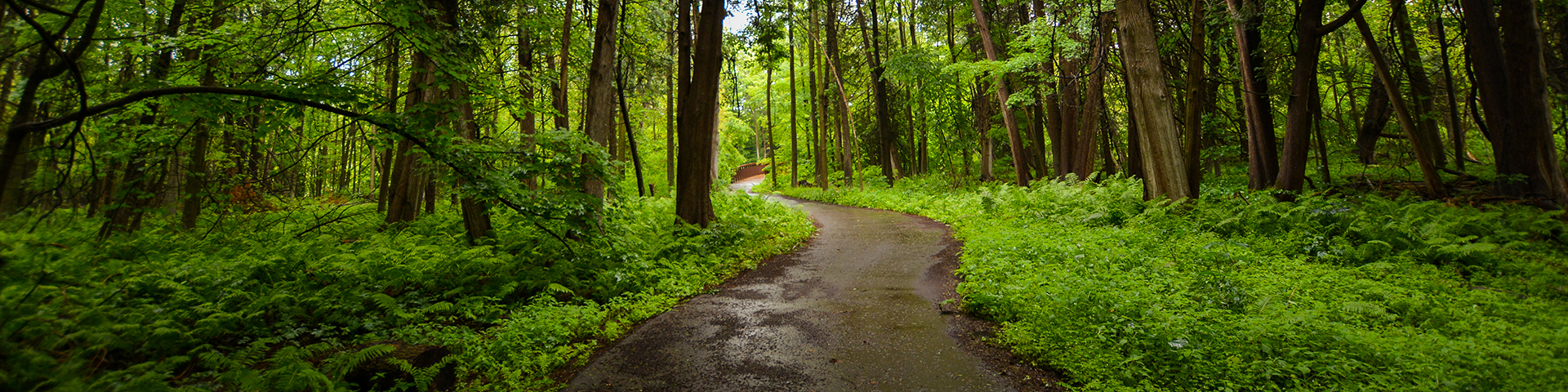 Sentier pavé sinueux traversant une forêt verdoyante et dense, bordée de part et d'autre de grands arbres et d'un sous-bois luxuriant.