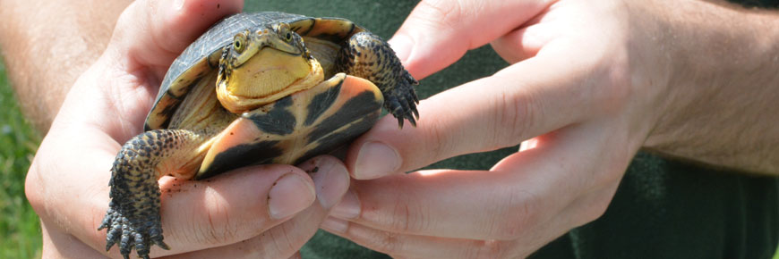 Young Blanding's turtle
