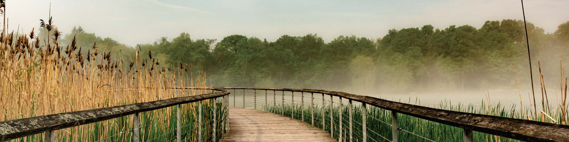 A wooden boardwalk extends into a misty wetland with tall reeds and leads toward a lush forest.