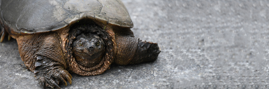 Helping Turtles to Safety