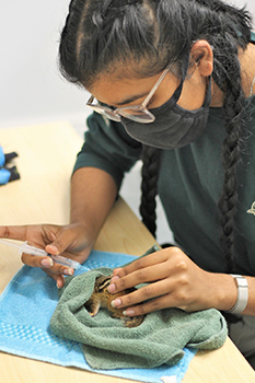 Mariah Ramlogan rehydrating an orphaned Eastern chipmunk via sub-cutaneous Lactated Ringer’s solution. 