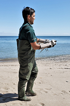 Richard dePaulsen capturing a ring-billed gull with a fractured wing. 