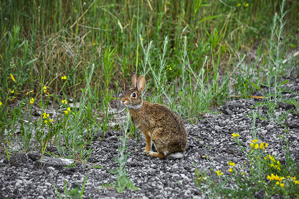 Cottontail Rabbit