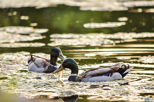 Beare Wetlands at Sunset