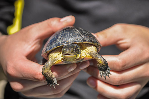 Blanding's Turtle
