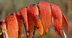 Sumac vinaigrier