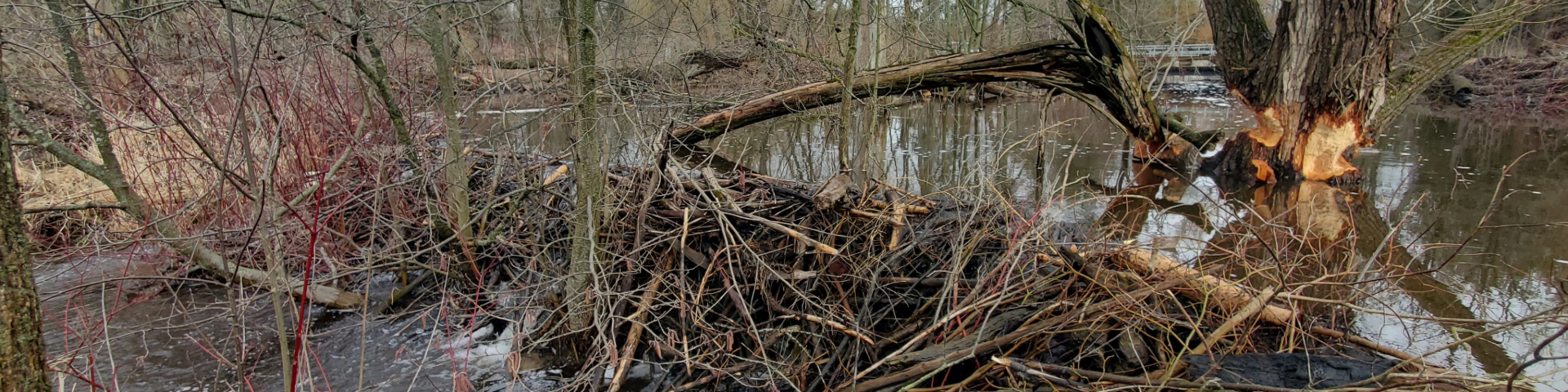 A beaver dam in Rouge National Urban Park. The dam is constructed from an intricate network of branches and sticks, spanning across a small waterway. Surrounding the dam are leafless trees and shrubs, with some trees showing signs of beaver activity, such as gnawed trunks.