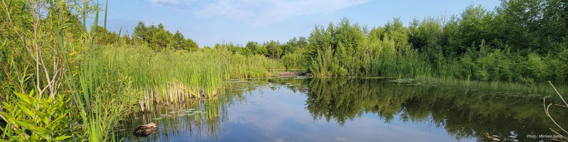 Un étang paisible entouré de verdure luxuriante, avec des reflets d’arbres et d’herbes sur une eau calme sous un ciel bleu clair.