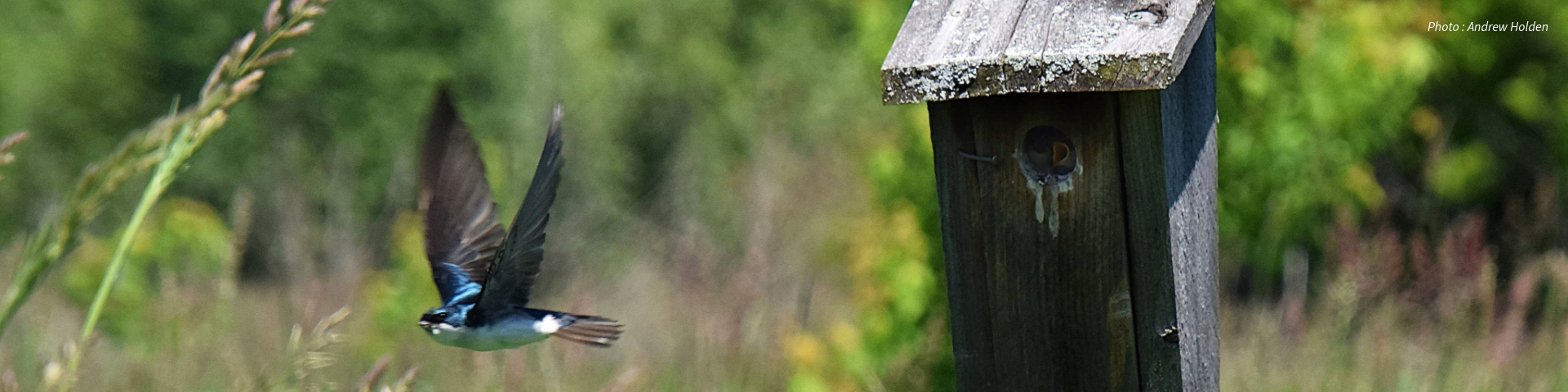 Un nichoir sur un poteau en bois avec un petit oiseau volant à proximité, sur fond de champ vert flou avec de hautes herbes.