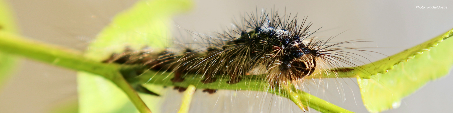 Gros plan d'une chenille de la spongieuse, aussi appelée Lymantria dispar, avec de longues épines fines rampant sur une feuille verte. L'arrière-plan est flou. Crédit photo : Rachel Alexis.