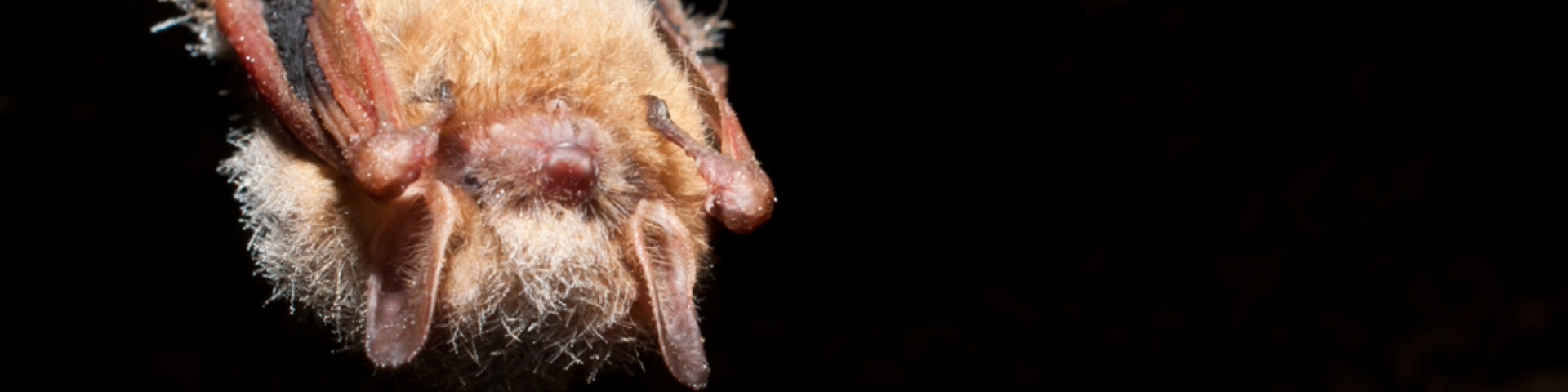 A zoom in on the face and body of a tri-coloured bat at night. Credit: Jason Ondreicka.