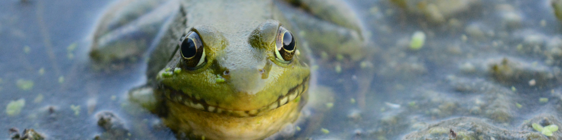 A close-up of a green frog partially submerged in water, with its head and eyes visible.