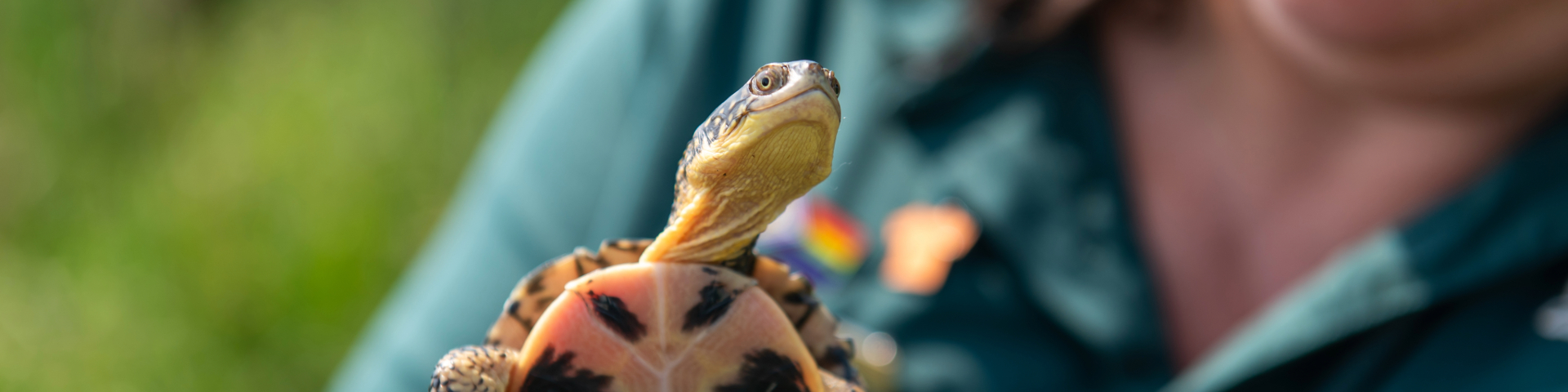 A Parks Canada staff member is holding a Blanding's turtle, identifiable by its patterned shell and bright yellow neck.