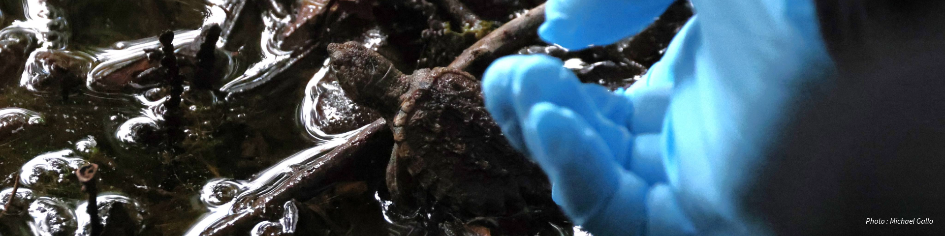 Une photo d'une tortue posée par une main gantée sur un sol mouillé.