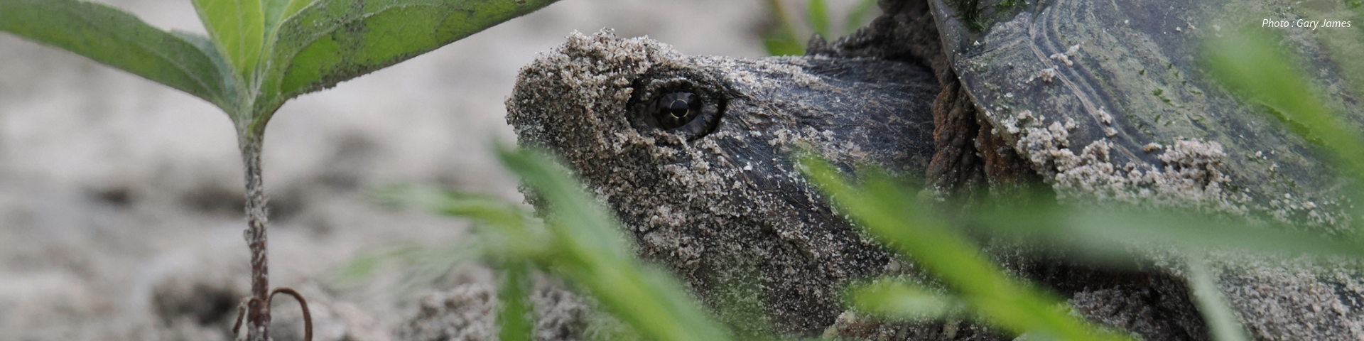 Gros plan sur la tête sablonneuse d'une tortue avec des plantes vertes au premier plan.