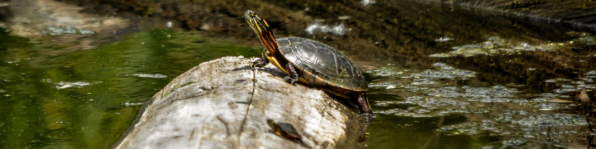 A painted turtle is basking on a log in a pond, with a small baby turtle nearby in the foreground. The pond is covered in green water and algae.