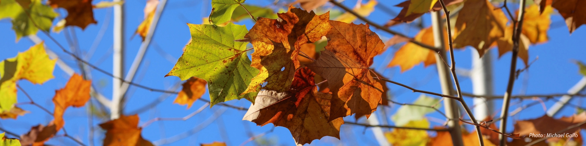 A close-up photograph of autumn leaves on tree branches against a clear blue sky. The leaves are in various stages of changing color, with some still green and others turning shades of yellow, orange, and brown. Photo Credit: Michael Gallo