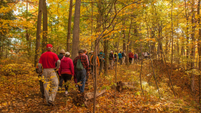 People hiking through a forest with vibrant fall colours at Rouge National Urban Park.