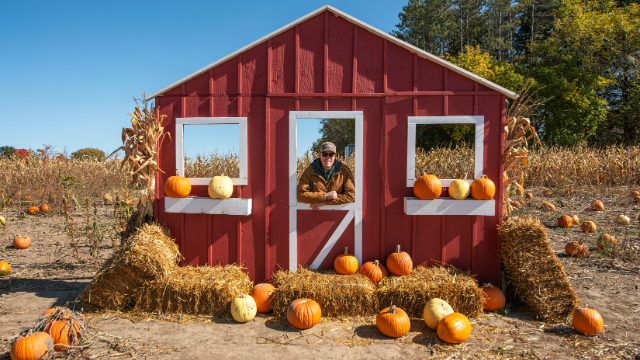 A red farm structure surrounded by pumpkins and corn stalks at a farm within Rouge National Urban Park.