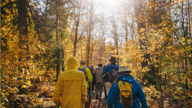 People walking through a forest with vibrant fall colours during a guided hike at Rouge National Urban Park.