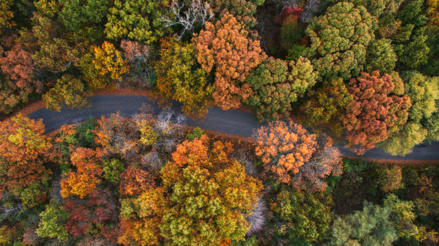 A winding road through a forest with vibrant fall colours, seen from above.