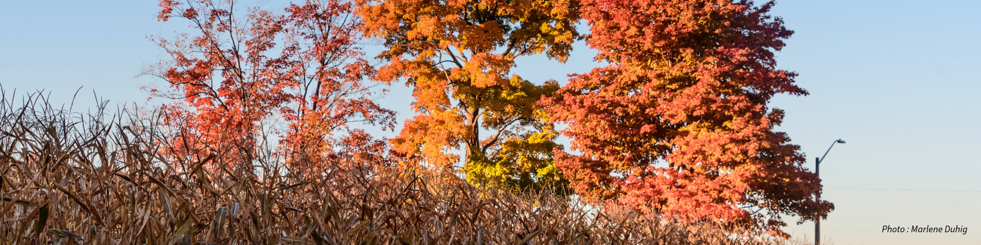 Des arbres d'automne aux feuilles rouges et orange vives derrière un champ de tiges de maïs sèches dans le parc urbain national Rouge. Crédit photo : Marlene Duhig.