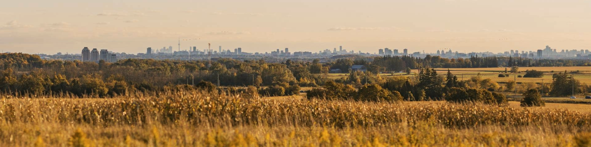 Vue panoramique du parc urbain national de la Rouge avec un champ au premier plan et la silhouette de Toronto au loin.