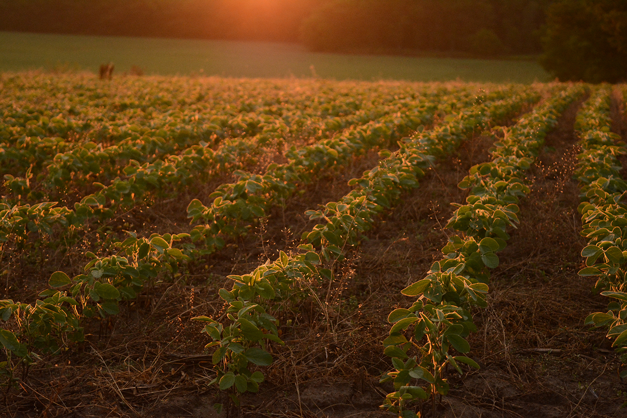 Agricultural landscape of Rouge National Urban Park
