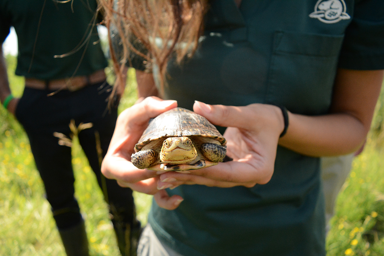 A young Blanding's turtle in Rouge National Urban Park
