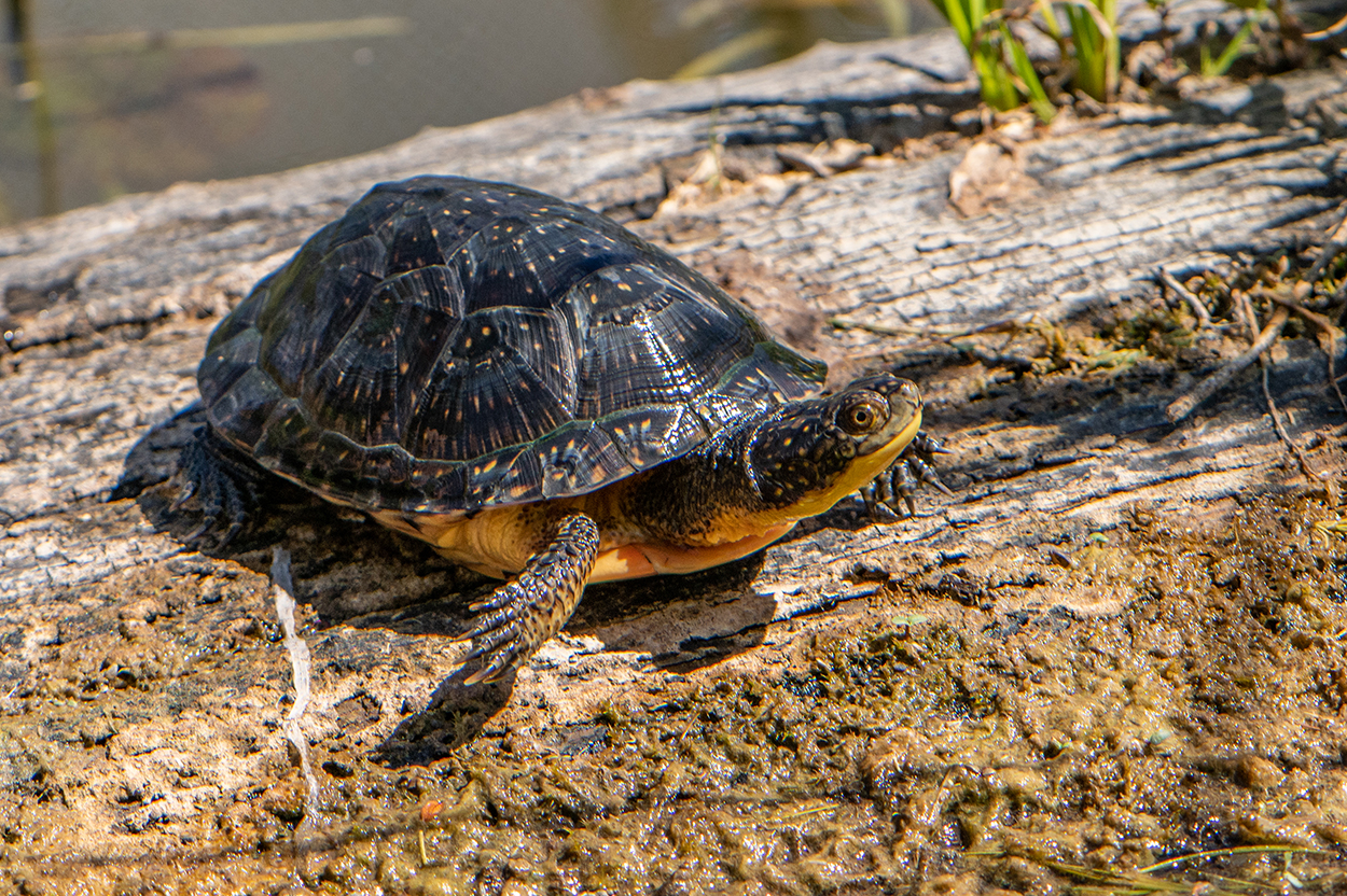 Blanding's Turtle