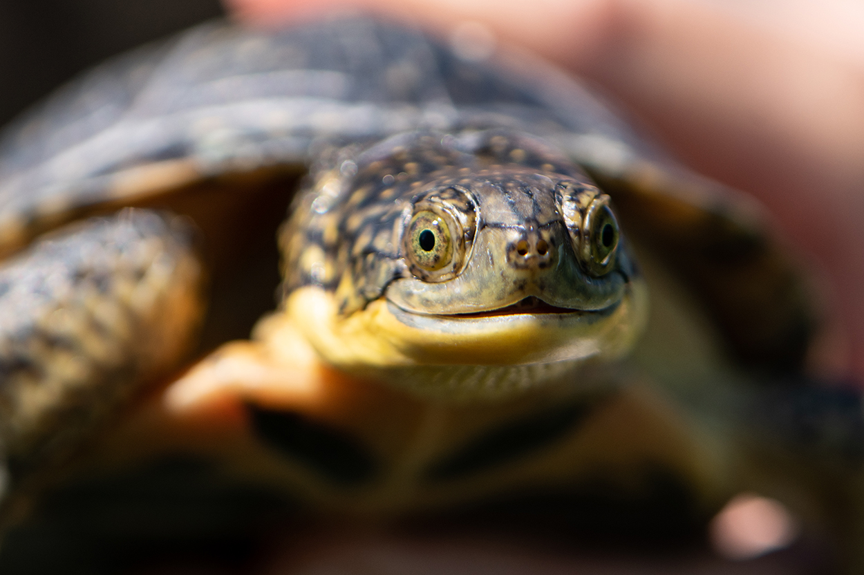 Blanding's Turtle