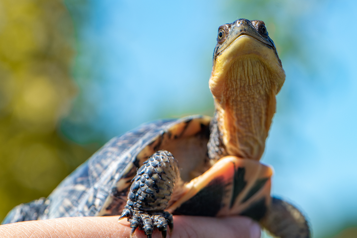 Blanding's Turtle
