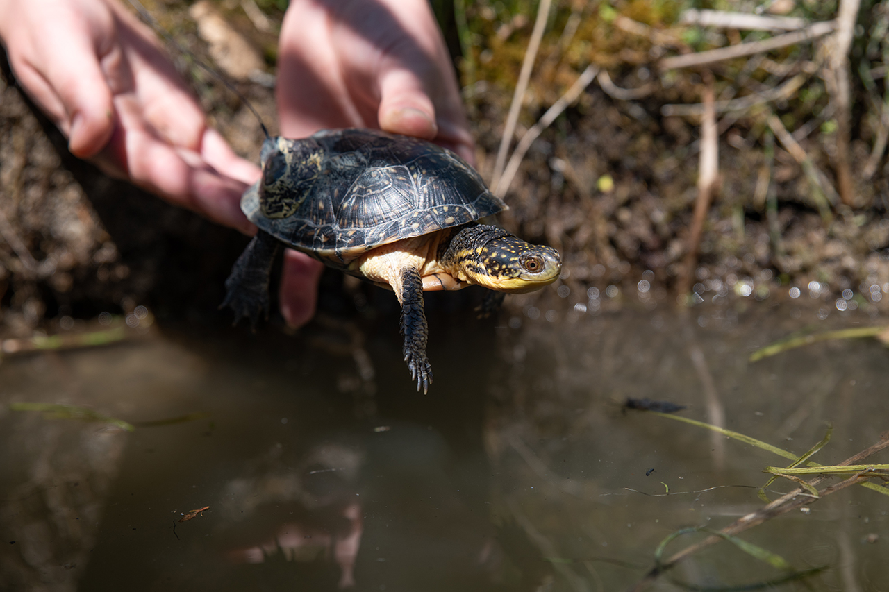 Blanding's Turtle
