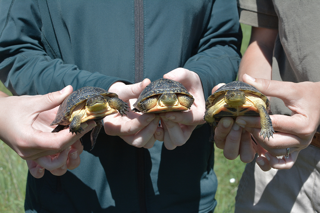 Blanding's Turtles
