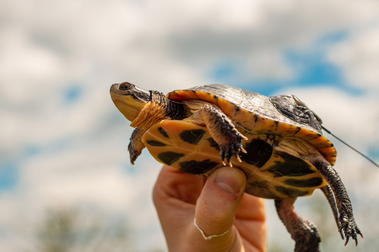 Blanding's Turtle