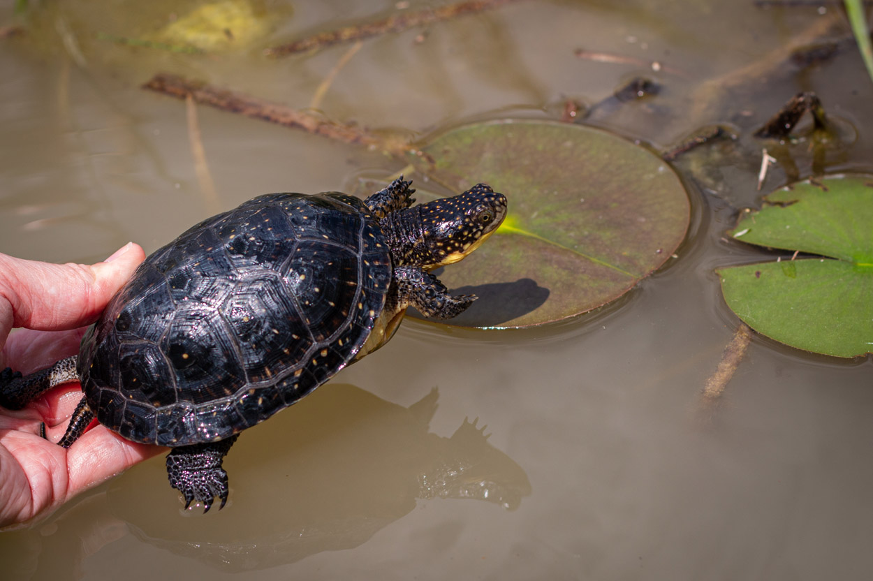 Blanding's Turtle