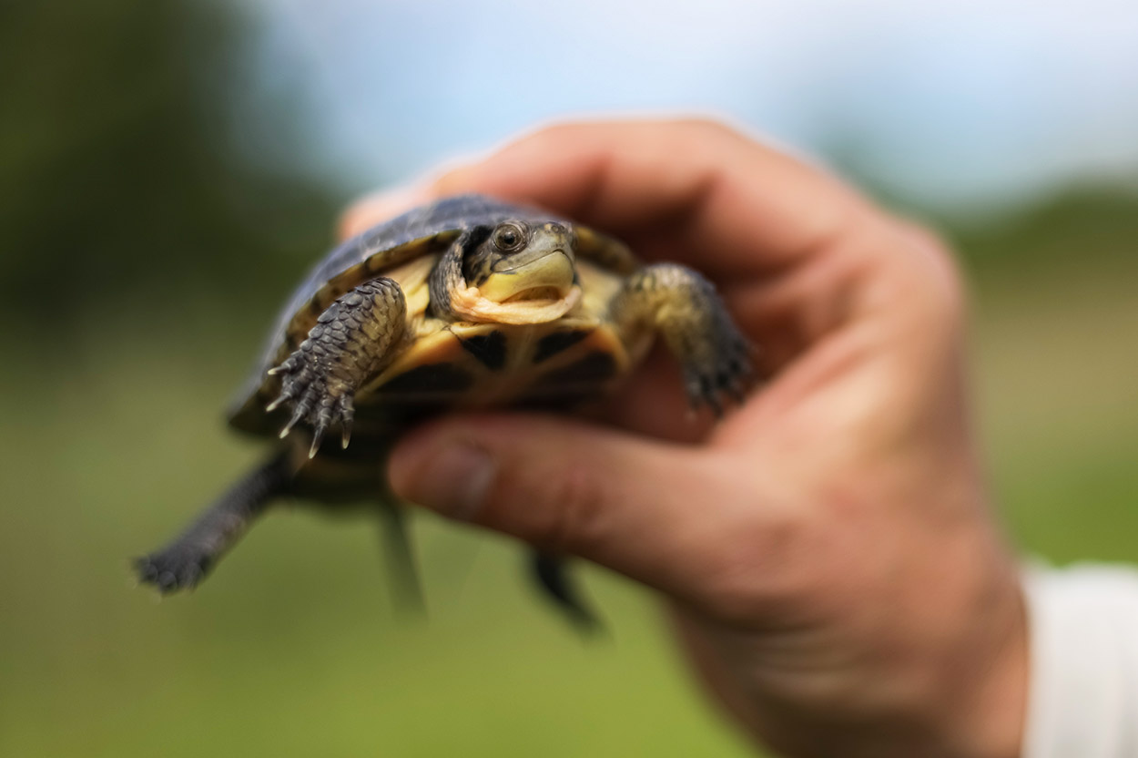 Blanding's Turtle