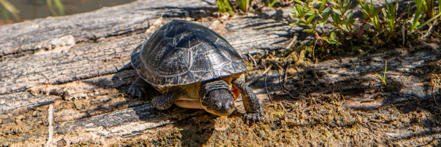 Blanding's Turtle
