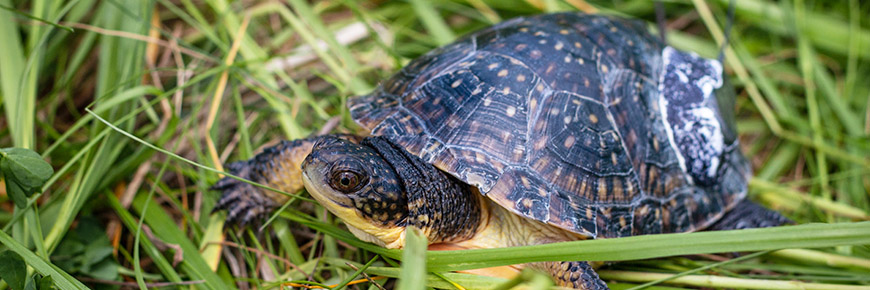 Blanding's Turtle
