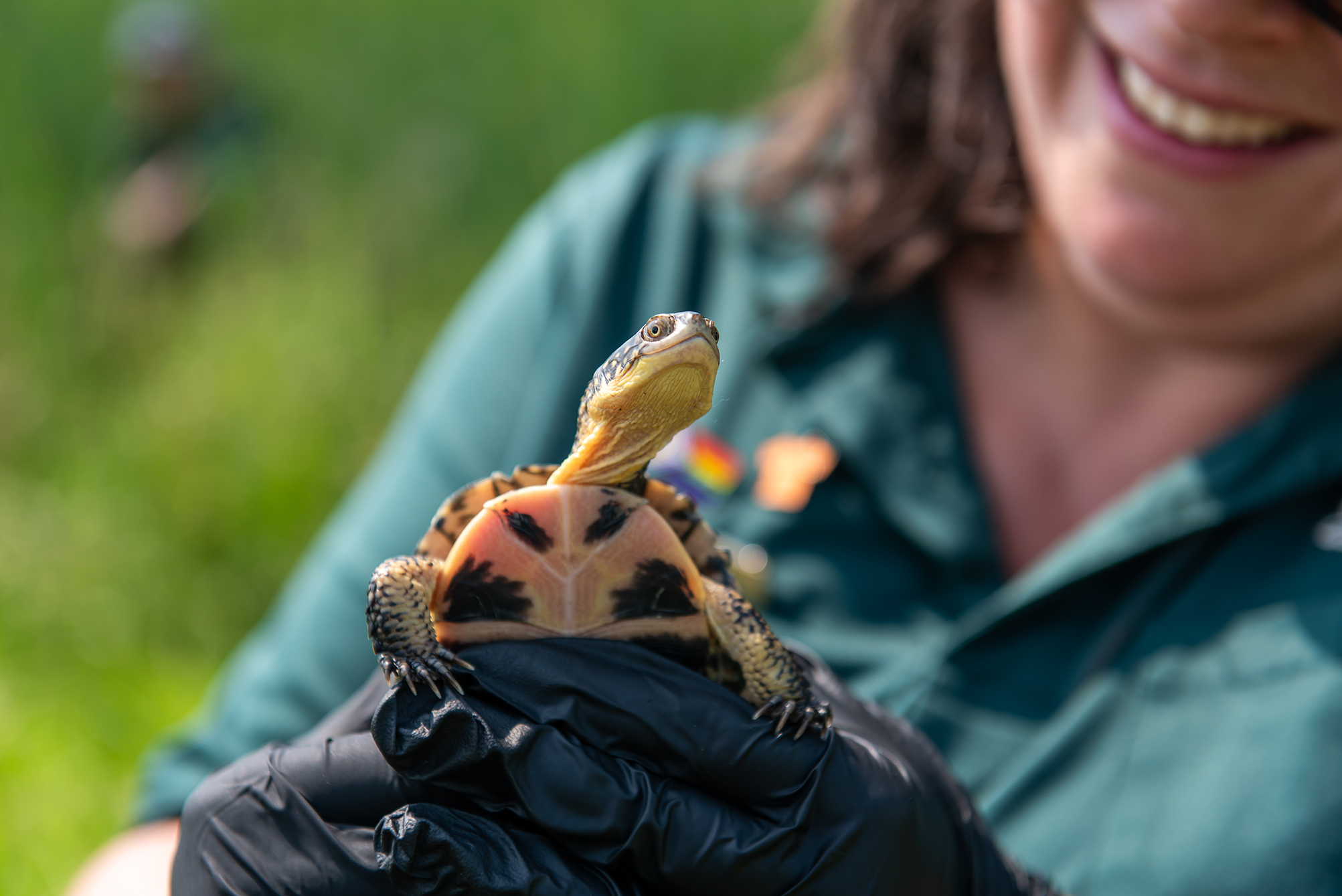 A close-up view of a small turtle being held gently by someone wearing black gloves. A smiling Parks Canada staff member in a green uniform is partially visible in the background. 