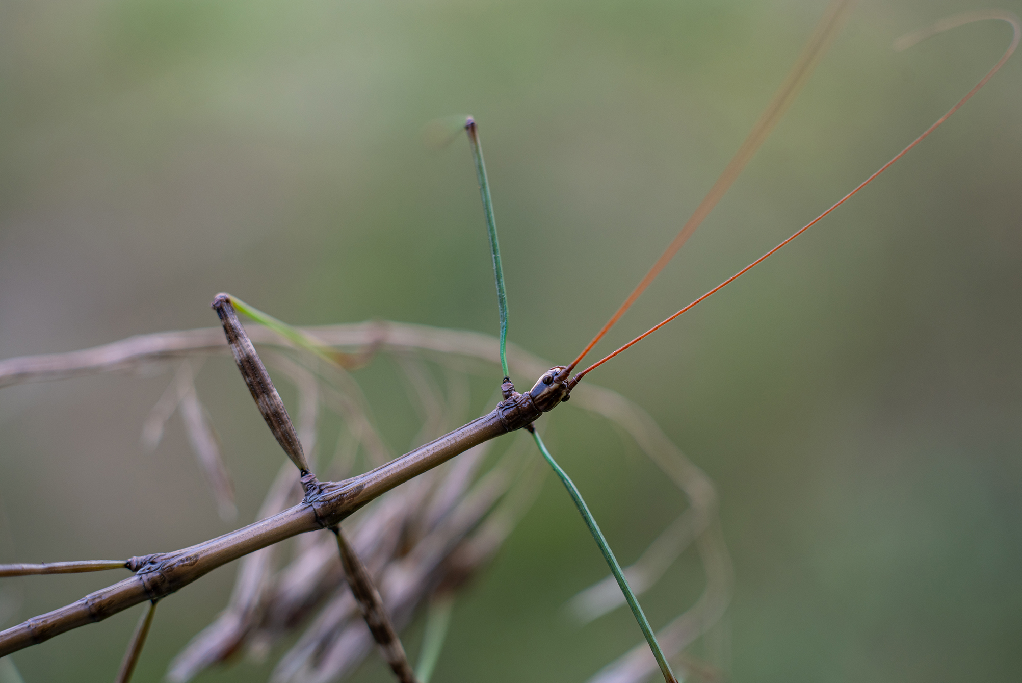 A brown and green stick insect camouflaged on a twig, with long, thin antennae.