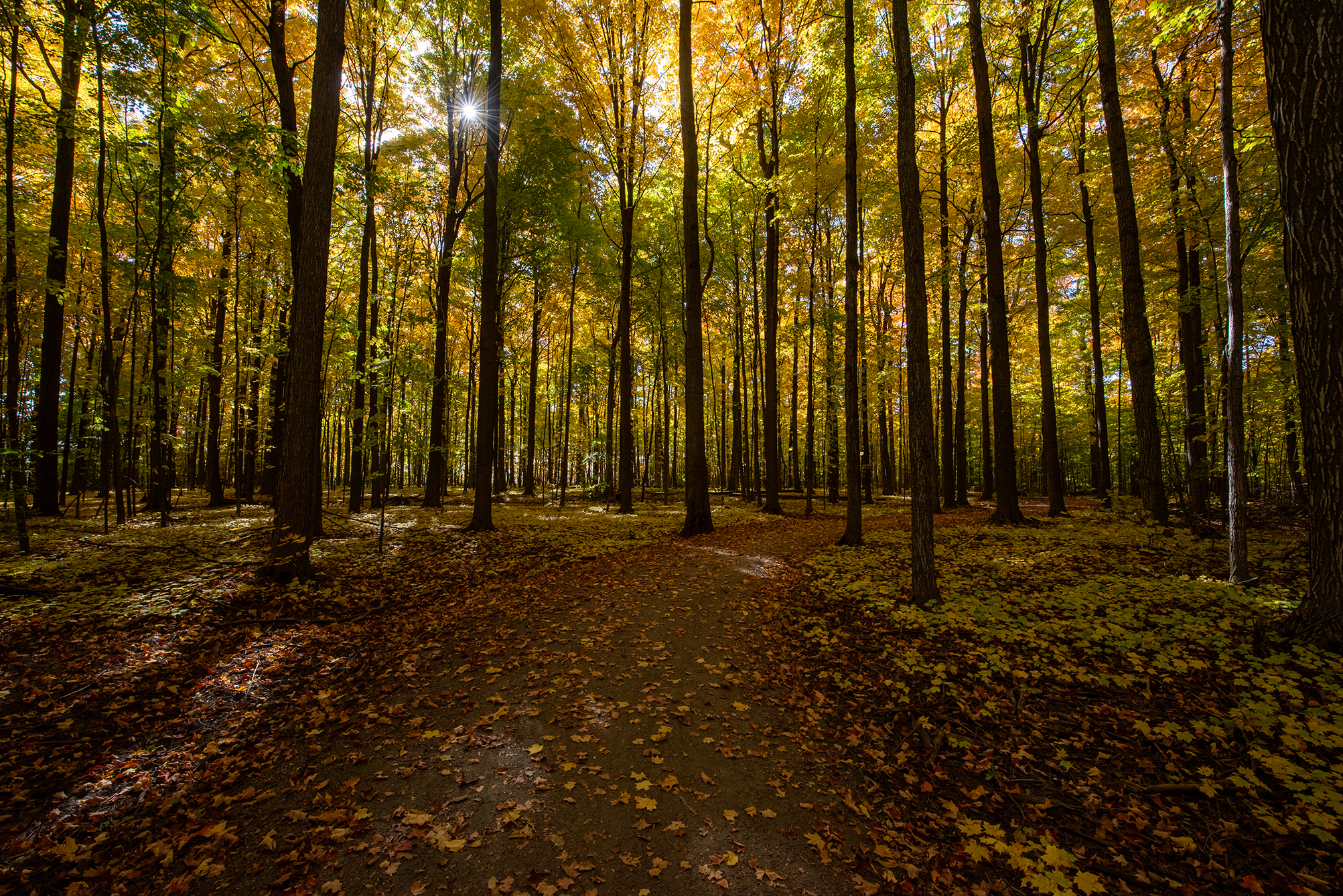 Golden sunlight filters through the canopy of a vibrant autumn forest on the Northeast Trail at Rouge National Urban Park. 