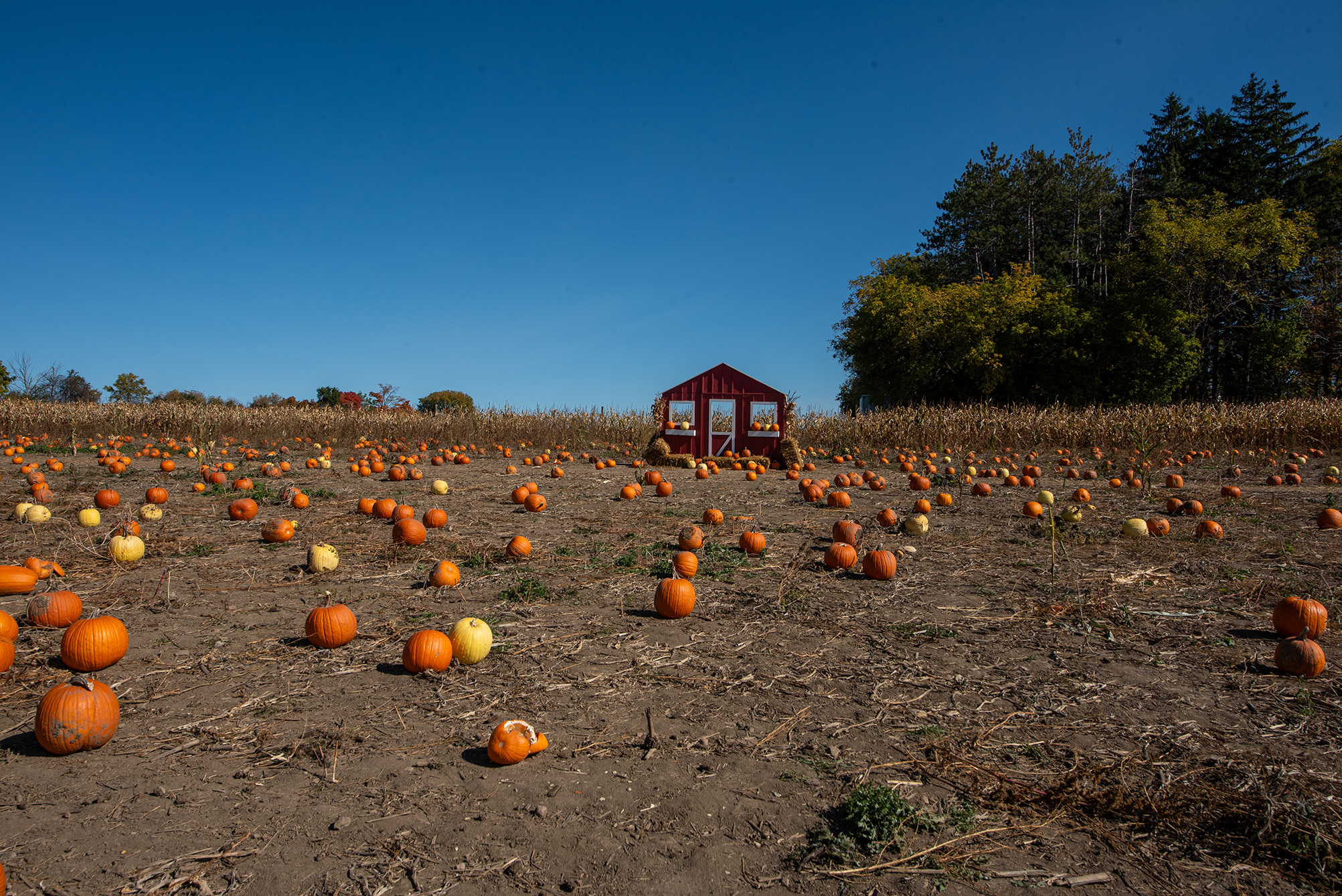 At Reesor’s Farm a large field with hundreds of pumpkins scattered across the ground. A small red barn is visible in the distance, nestled among a field of corn with autumn foliage in the background and a blue sky. 