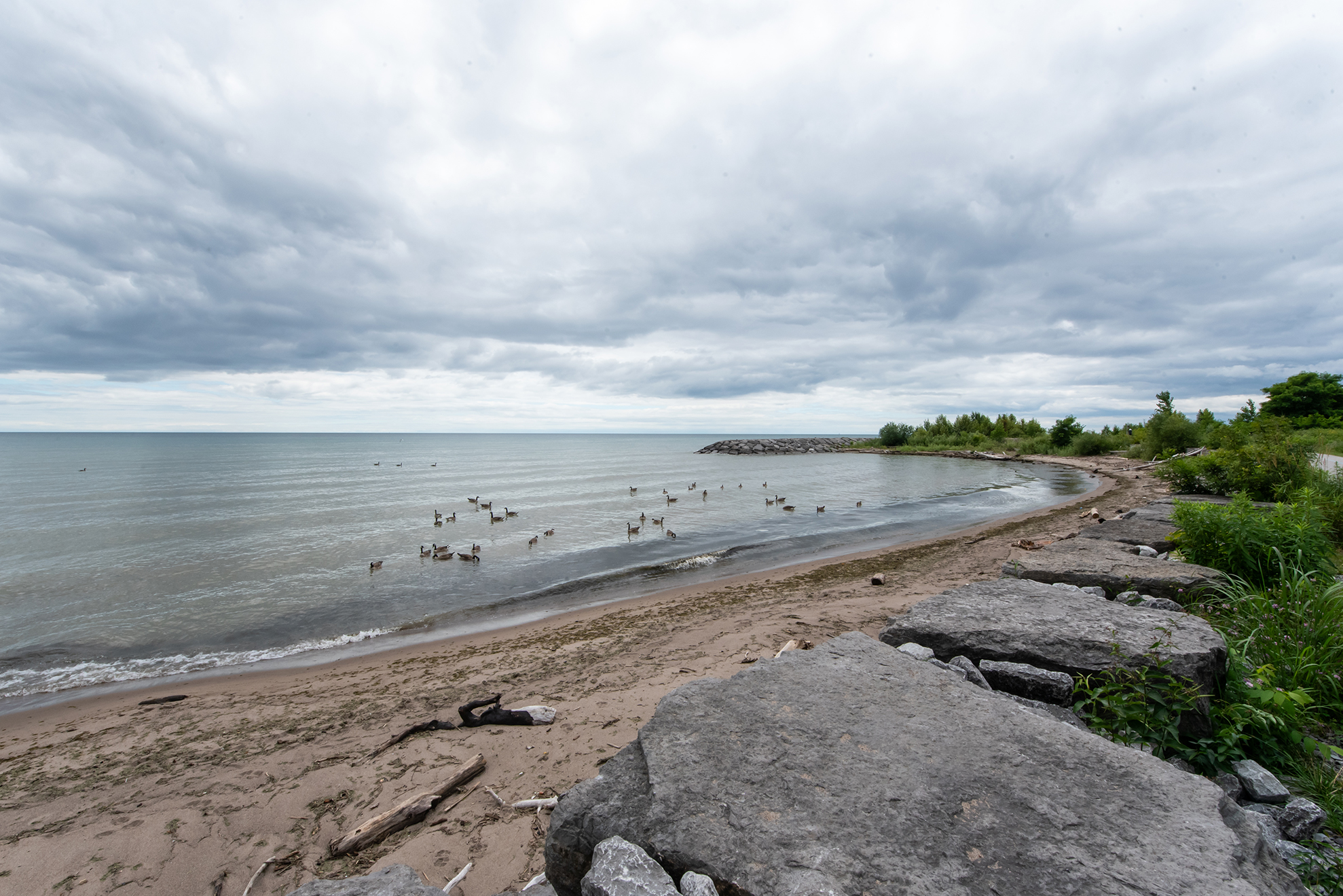 A wide shot of Rouge Beach with a sandy and rocky shoreline. A flock of birds is gathered in the water near the beach. 