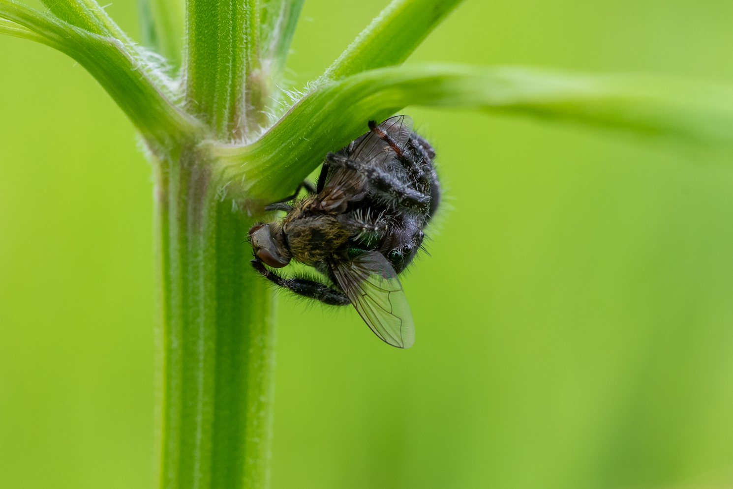 A detailed close-up of a spider eating a fly while resting upside down on the stem of a plant. The vibrant green background provides a natural contrast to the darker colours of spider and fly.