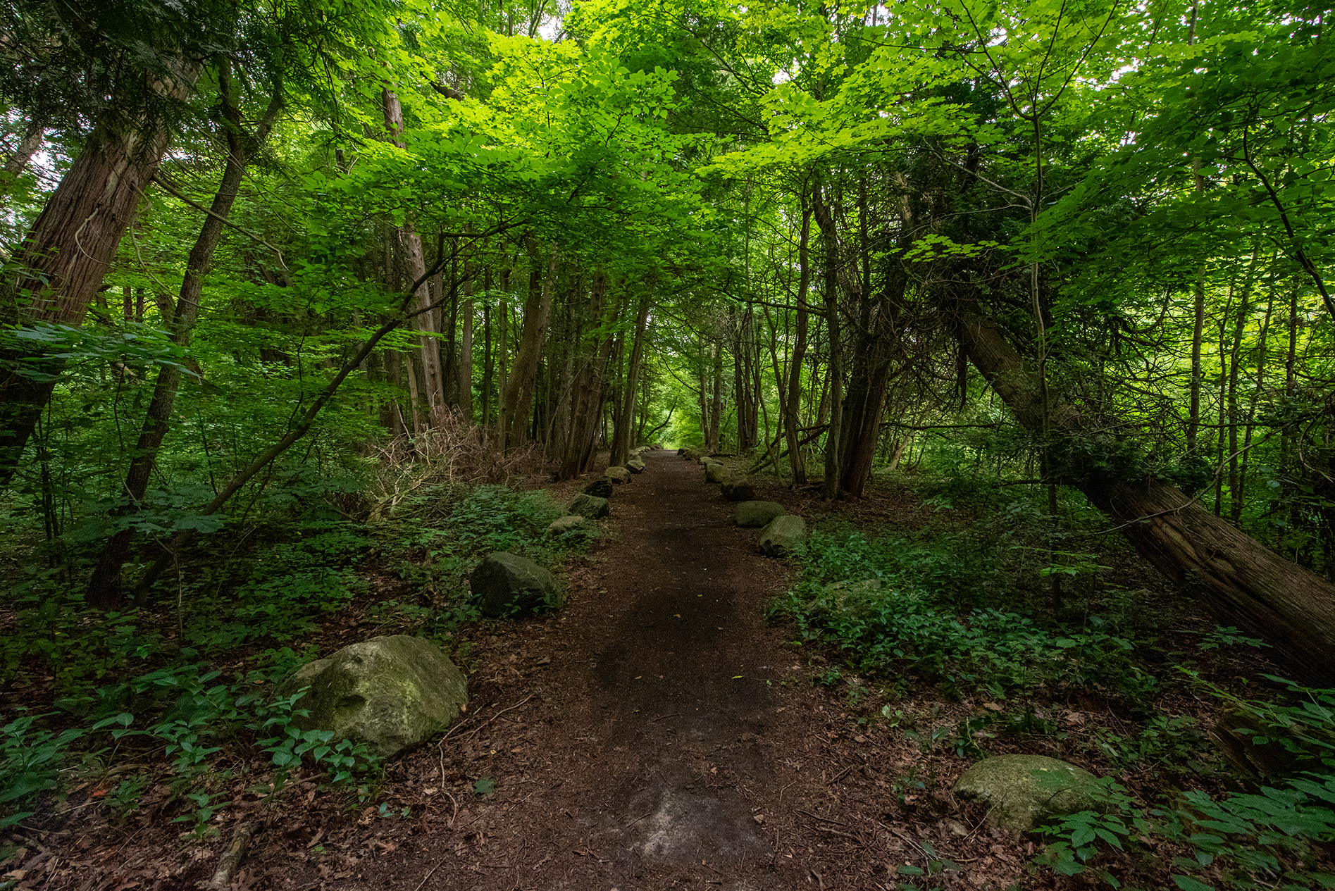 A dirt path lined with large rocks winds through a dense forest with lush, green trees. 