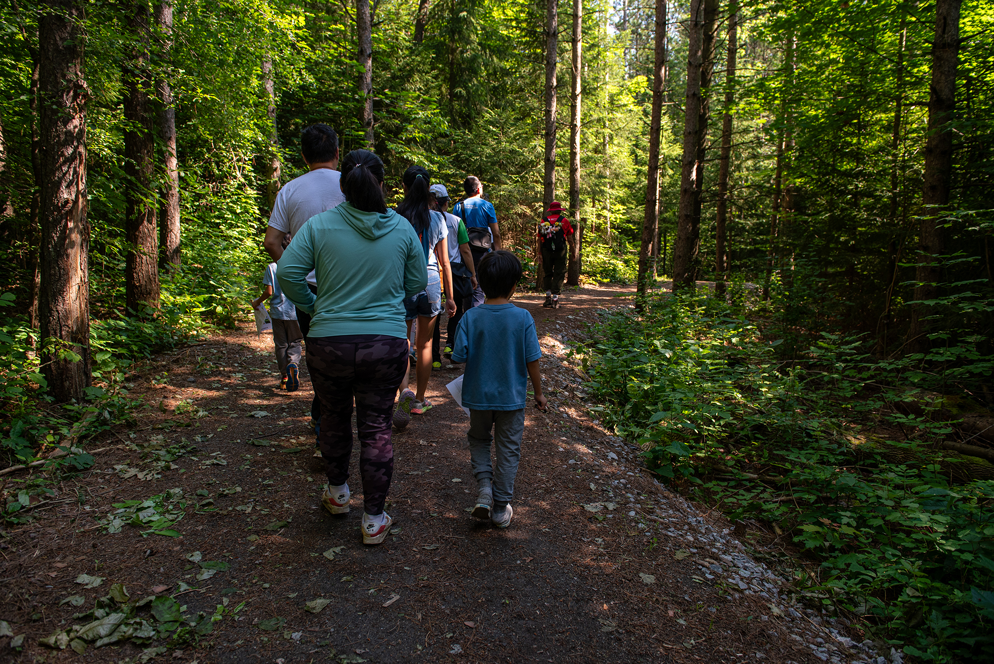A group of people, including adults and children, walking along a forest trail surrounded by lush greenery. Sunlight filters through the trees, creating a serene atmosphere. 