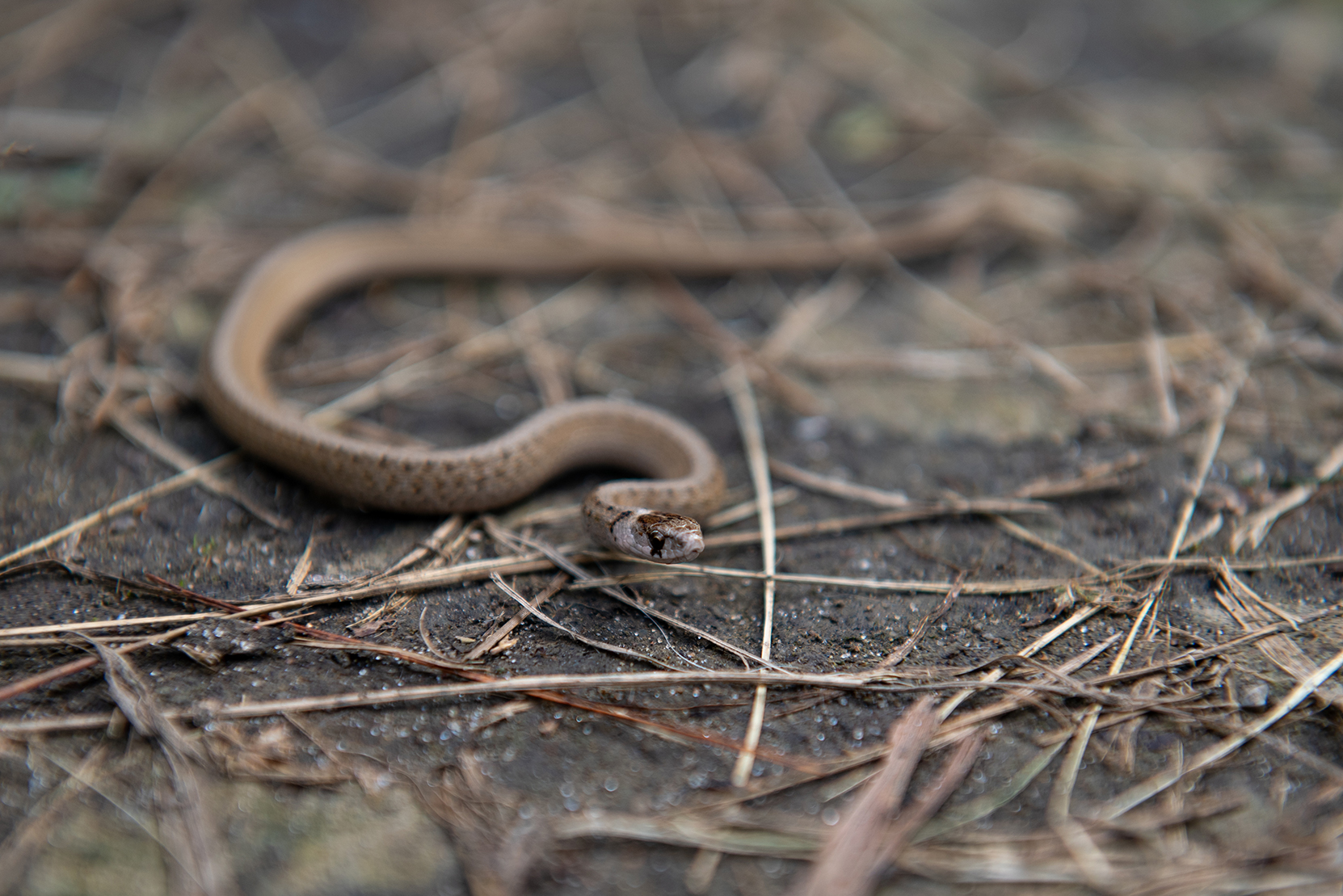 A close-up of a brown snake, camouflaged among dry leaves and twigs on the ground of a hiking trail. 