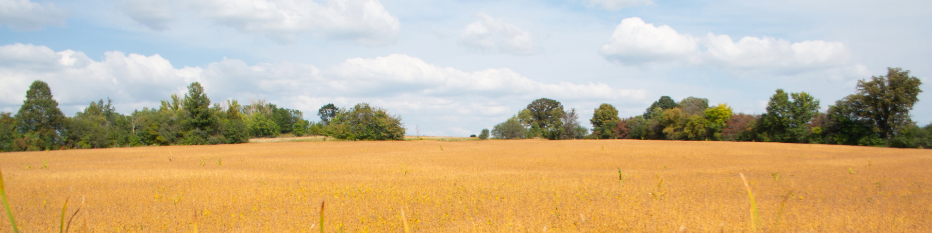 Golden field along a trail in Rouge National Urban Park with trees in the background under a partly cloudy sky.