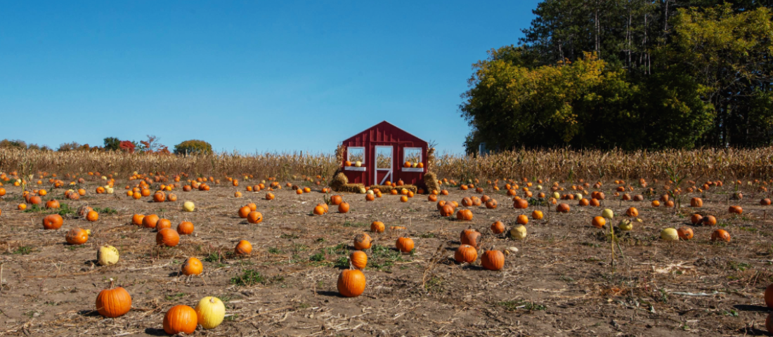 A pumpkin patch with scattered pumpkins in the foreground. A small red wooden shed stands in front of tall corn plants and green trees. The sky is clear and blue.